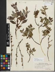Foto von Salix myrsinifolia Salisb. x Salix phylicifolia L.